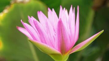 laps de temps, floraison progressive de la couleur et des pétales du lotus naturellement. le lotus violet flotte au-dessus de la surface de l'eau.