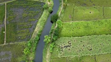 Green rice fields in large fields.  Abundance of plants and ecosystems. Moving camera. video