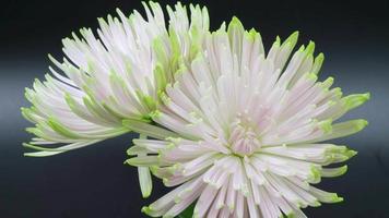 Blooming pink white green chrysanthemum flower buds Chrysanthemum White time lapse video