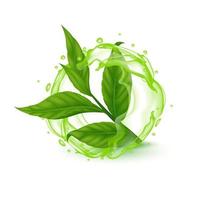 Tea leaves fresh green with water splash. Indian Ceylon or Chinese green tea leaf with stems. Isolated on white background. Realistic 3D Vector EPS10 illustration