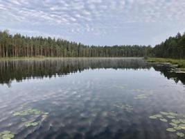A picturesque lake in a coniferous forest. Reflection of Cirrus clouds in the water. Water surface. Aquatic vegetation. Beautiful small clouds. Ecology. Environmental protection photo