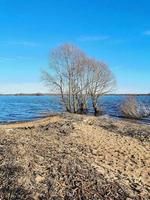 The tree is in the water.The lake flooded the Bank with a tree.The lake in the spring. Sandy beach. photo
