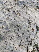 Melted snow in the spring with brown leaves, spring in March.Dirty snow.Little snow on the ground.Spring in the countryside.Dirty foliage.Wet earth photo