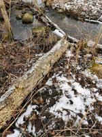 Stream in the forest in the spring.Fallen trees covered with moss.Melted snow.Dry grass and broken branches.Brown grass photo