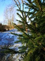 Fir-tree branches on the background of the road. Snow. Winter. New year and Christmas. Fluffy branches of spruce photo