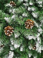 A cone on the branches of a fir tree. The branches are white with snow. New year holiday. New year and Christmas.