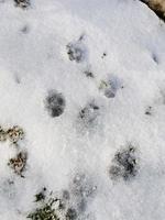 diferentes huellas de animales en la nieve que se derrite en primavera. fina capa de nieve. foto