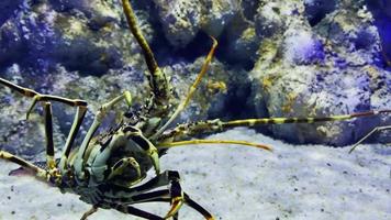 Spiny Lobster in Underwater video