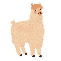 Lama Colorful Illustration vector