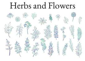 Colorful illustration set of herbs, plants and flowers. Hand drawn graphic sketches for you design vector