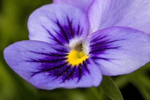 toma de primer plano de una sola hermosa flor de pensamiento púrpura violeta. foto