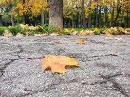 Single yellow maple autumn leaf on cracked asphalt alley in the park. photo