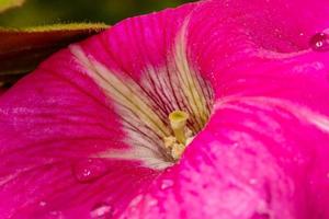 Close-up of a blooming petunia flower with droplets in the nature in Bulgaria. photo