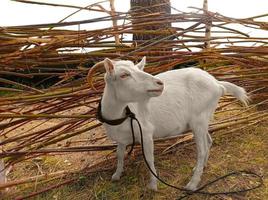 White goat at the wicker fence photo