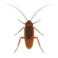 Cockroach isolated on a white background, vector illustration