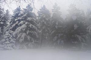 Snow-covered tree crowns in the Winter Botanical Garden, Minsk photo