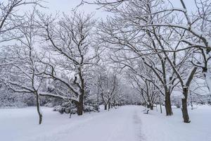 copas de árboles cubiertas de nieve en el jardín botánico de invierno, minsk foto