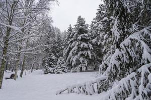 Snow-covered tree crowns in the Winter Botanical Garden, Minsk photo