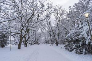 Snow-covered tree crowns in the Winter Botanical Garden, Minsk photo