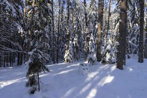 Winter forest in Belarus, ecological trail Blue Lakes photo