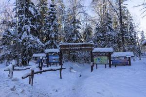 bosque de invierno en bielorrusia, sendero ecológico lagos azules foto