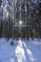 Winter forest in Belarus, ecological trail Blue Lakes photo