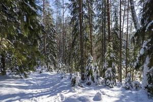 bosque de invierno en bielorrusia, sendero ecológico lagos azules