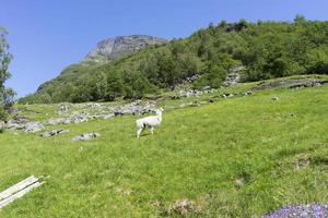 Small farm in Sunnmore region of Norway. photo