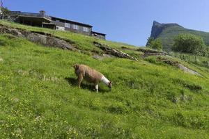 Geiranger is a small tourist village in Sunnmore region of Norway. photo