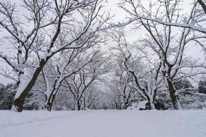 Snow-covered tree crowns in the Winter Botanical Garden, Minsk photo