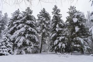 copas de árboles cubiertas de nieve en el jardín botánico de invierno, minsk foto