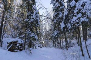 bosque de invierno en bielorrusia, sendero ecológico lagos azules