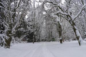 Snow-covered tree crowns in the Winter Botanical Garden, Minsk photo