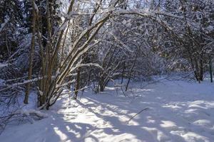 bosque de invierno en bielorrusia, sendero ecológico lagos azules foto