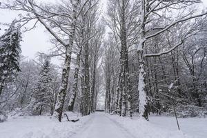 Snow-covered tree crowns in the Winter Botanical Garden, Minsk photo