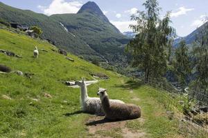 geiranger es un pequeño pueblo turístico en la región de sunnmore de noruega. foto