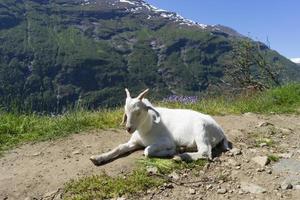 Small farm in Sunnmore region of Norway. photo