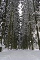 Snow-covered tree crowns in the Winter Botanical Garden, Minsk photo