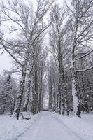 Snow-covered tree crowns in the Winter Botanical Garden, Minsk photo