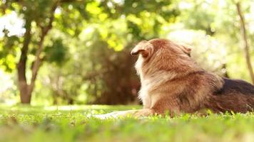 brun hund sitter på gräsmattan i trädgården video