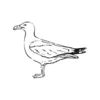 Sketch of flying seagulls. Hand drawn illustration converted to vector. Line art style isolated on white background. vector