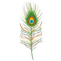 beautiful peacock feather vector