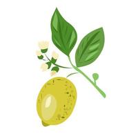 A lemon branch with leaves, flowers and fruit. vector