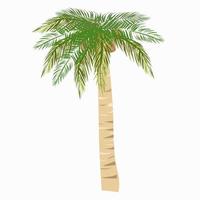 Green tropical coconut palm with coconuts. vector