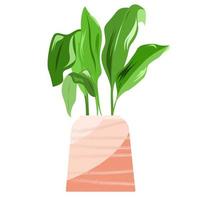 Houseplant aspidistra in a pot of coral color on a white background. vector