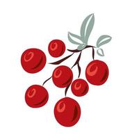 Twig with red berries for design. vector