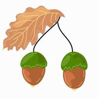 Acorns on a twig with an oak leaf. vector