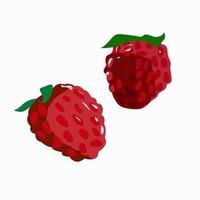 Berries of ripe red raspberries on a white background. vector