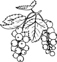 Currant illustration, hand-drawn. Black and white sketch of a garden berry. vector