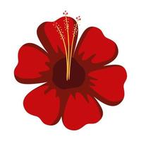 hibiscus tropical flower vector